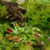 Venus Fly Trap Seeds