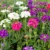 Vervain Mix color Seeds