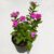 Vinca – Catharanthus Roseus