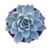 Violet Echeveria