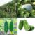 Wax Gourd Seeds