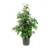 Weeping Fig – Ficus Benjamina