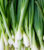 White Bunching Onion Seeds