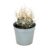 White Horn Cactus