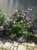 Yesterday Today and Tomorrow – Brunfelsia Pauciflora