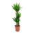 Yucca Elegans Green