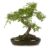 Zelkova Bonsai