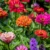 Zinnia Mixed Color – Zinnia Elegans