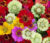 Zinnia Mixed color Seeds