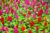 Celosia outdoor