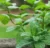 Mint Seeds